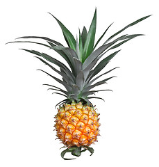 Image showing pineapple