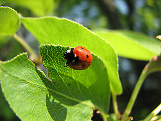 Image showing ladybird