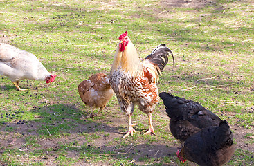 Image showing cock and hens