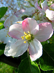 Image showing apple flower