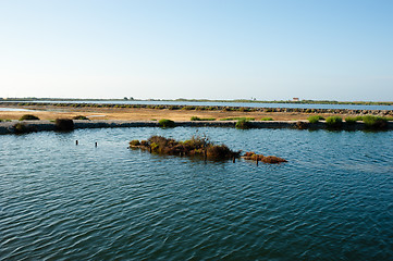 Image showing Salt marsh