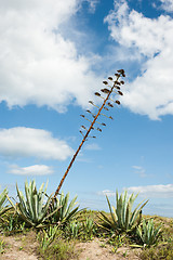 Image showing Agave