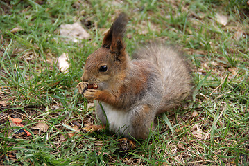 Image showing Squirrel 