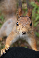 Image showing Squirrel 