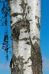 Image showing The trunk of a birch tree