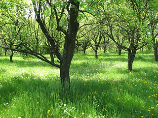 Image showing orchard