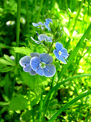 Image showing blue flowers