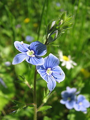 Image showing blue flowers