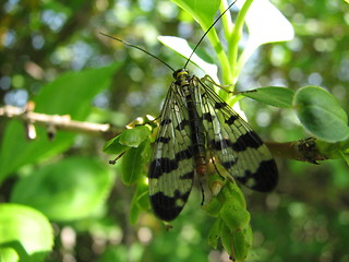 Image showing butterfly