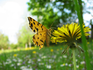 Image showing butterfly on the dandelion