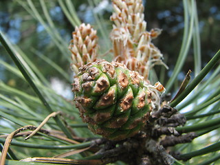 Image showing fir-cone