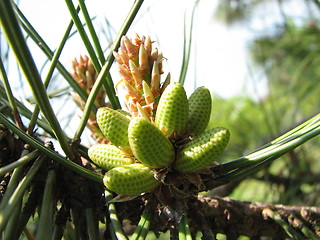 Image showing fir-cone