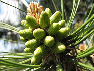 Image showing fir-cone