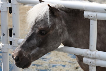 Image showing Miniature Horse