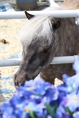 Image showing Miniature Horse