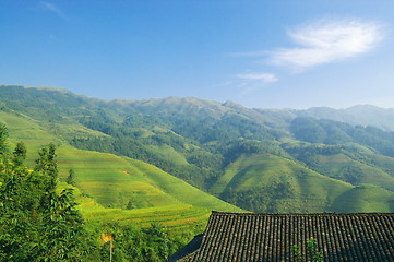 Image showing Chinese green rice field