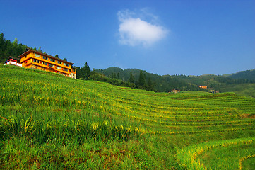 Image showing Chinese green rice field