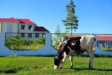 Image showing Cow grazing