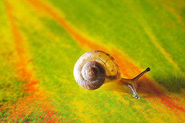 Image showing Snail macro