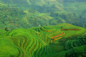 Image showing Green rice field