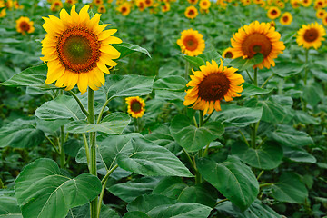 Image showing Field of sunflowers