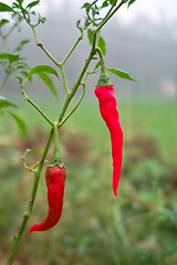 Image showing Red hot peppers on tree