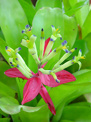 Image showing Bromeliads flower