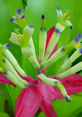 Image showing Bromeliads flower