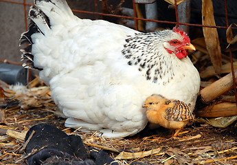 Image showing Hen and chicken