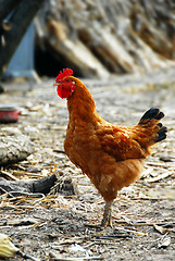 Image showing Golden brown hen