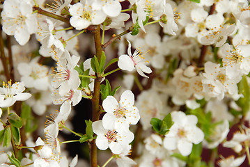 Image showing Blooming plum flowers background