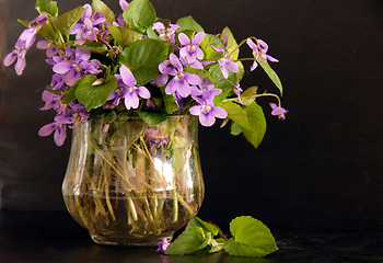 Image showing Bunch of viola