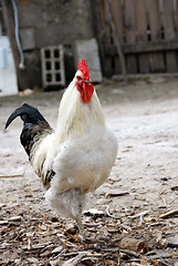 Image showing White rooster