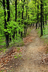 Image showing Forest path