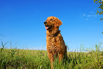 Image showing Golden retriever dog portrait