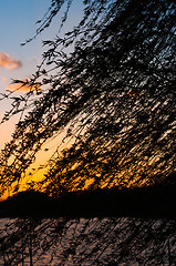 Image showing Beautiful sunset with leaf silhouettes