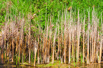 Image showing Bamboo in swamp