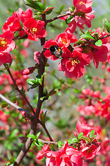 Image showing Red flowers on bush with bumble bee