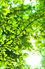 Image showing Sun shining trough leaf in forest