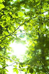 Image showing Sun shining trough leaf in forest
