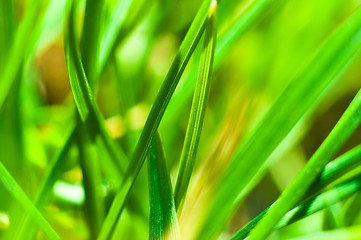 Image showing Closeup of fresh green grass with selective focus