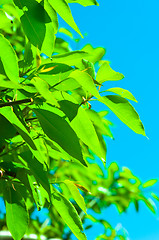 Image showing fresh green cherry leaves against blue sky