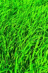 Image showing fresh green grass