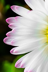 Image showing Closeup of a white flower with purple edges