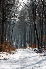 Image showing A path in a forest at winter