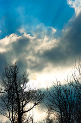 Image showing Silhouette of trees against blue sky and sun