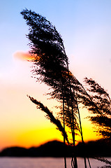 Image showing Beautiful sunset with bamboo and herb silhouettes