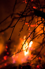 Image showing Wildfire in the bush