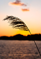 Image showing Silhouette of a beautiful plant on the shore at dusk