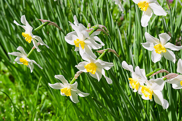 Image showing Beautiful white flowers blown by the win. Narcissus